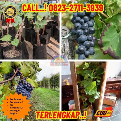 HARGA RESELLER ! H.Tovix CALL: 0823-2711-3939 Jual Bibit Anggur Lokal Di Kebumen.jpg
