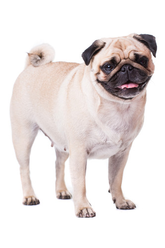 cute pug dog isolated white wall.jpg