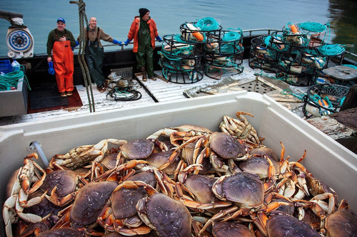 Dungeness crabs Anacortes commercial fishery.jpg