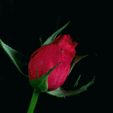 Tumblr l 627123415572176.gif