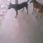 为何你明明动了情，却又不靠近～.gif