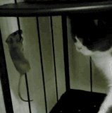 老鼠：哥，看钢管舞不？.gif