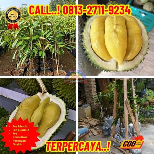 LANGSUNG PETANI ! H.Tovix CALL: 0813-2711-9234 Jual Bibit Durian D24 Ke Kec.Merawang-Desa Pemali.jpg