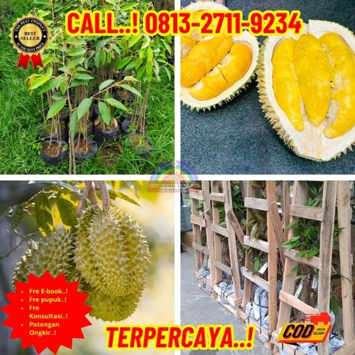 GRATIS KONSULTASI ! H.Tovix CALL: 0813-2711-9234 Jual Bibit Durian Golden King Ke Kec.Mendo Barat-De.jpg