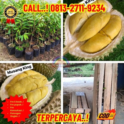 HARGA RESELLER ! H.Tovix CALL: 0813-2711-9234 Jual Bibit Durian Dalam Pot Ke Kec.Merawang-Desa Rangg.jpg