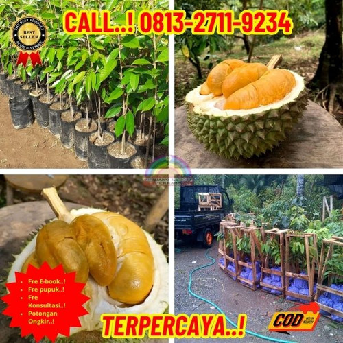 HARGA PETANI ! H.Tovix CALL: 0813-2711-9234 Jual Bibit Durian Genjah Ke Kec.Merawang-Desa Serdang.jpg