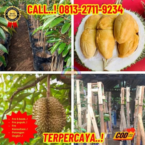 GARANSI BIBIT MATI ! H.Tovix CALL: 0813-2711-9234 Jual Bibit Durian Hitam Ke Kec.Mendo Barat-Desa Ra.jpg