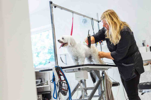 Explore Dal Santo’s Doggie Stylez Grooming Salon Services in Lansing.jpg