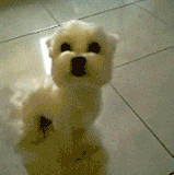 tumblr mitypkuyYl1rir0h2o1 250.gif