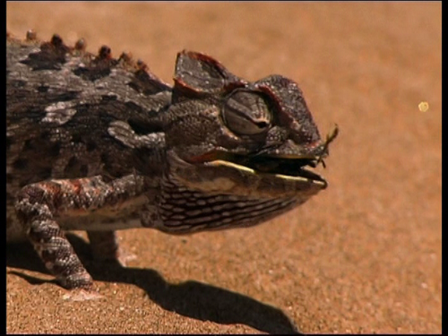 vlcsnap 2023 10 23 16h26m19s064.png