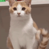 ezgif 3 f71647950e.gif