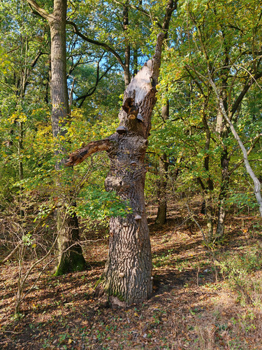 IMG 20231022 155548.jpg