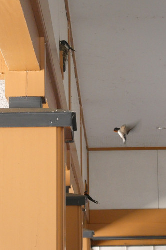 TZ95P1002144.jpg