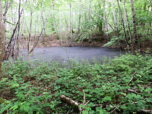 St Jean de Braye Parc Charbonniere 8