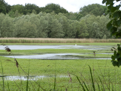 St Jean de Braye Parc Charbonniere 5