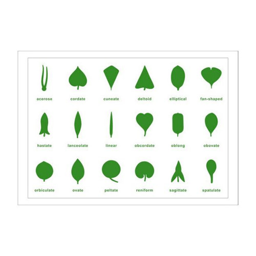Buy Montessori Botany Materials.jpg