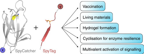 1 s2.0 S1367593115001106 fx1 lrg.jpg