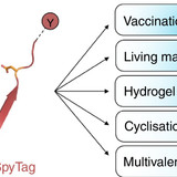 1 s2.0 S1367593115001106 fx1 lrg