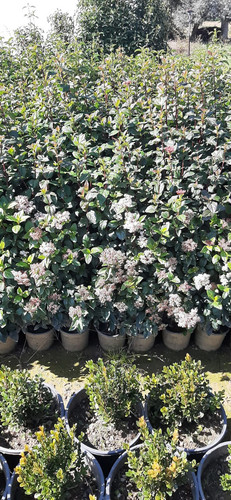 WhatsApp Image 2024 02 27 at 12.35.22 87bf1edf.jpg