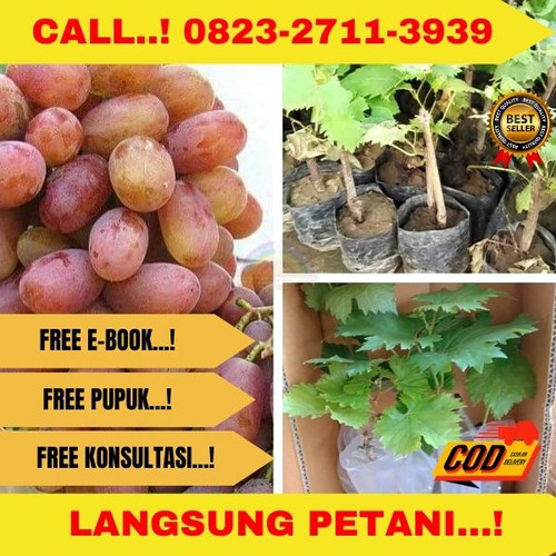 Bibit anggur julian 24.jpg