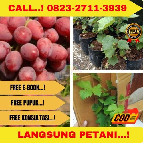 Bibit anggur import taldun 21.jpg