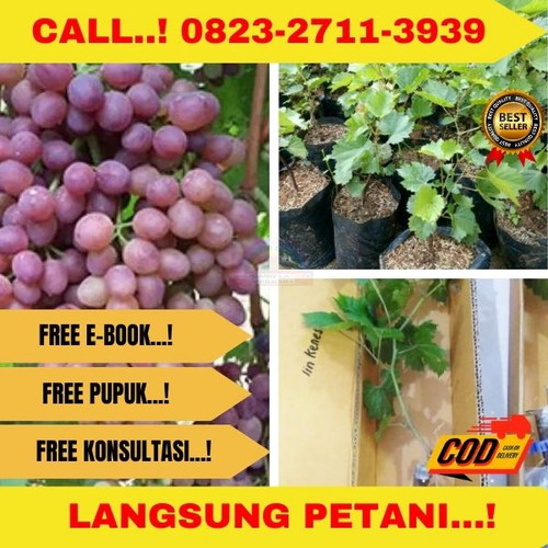 Bibit anggur jupiter 22.jpg