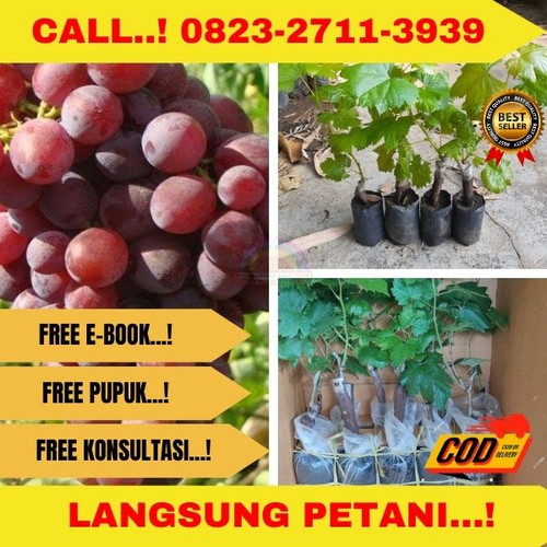 Bibit anggur ninel 23.jpg