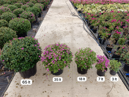 WhatsApp Image 2024 02 29 at 14.27.15 deb2ce36.jpg