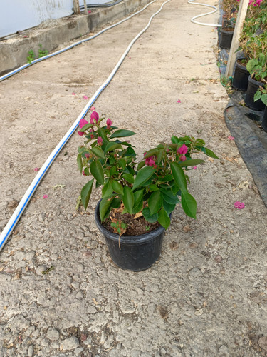 WhatsApp Image 2024 02 29 at 14.16.32 4726839b.jpg