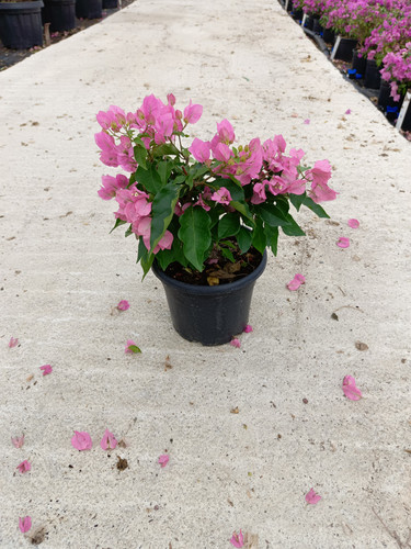 WhatsApp Image 2024 02 29 at 14.14.51 227db3ca.jpg