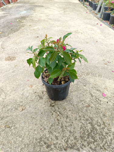 WhatsApp Image 2024 02 29 at 14.14.52 684ebc43.jpg