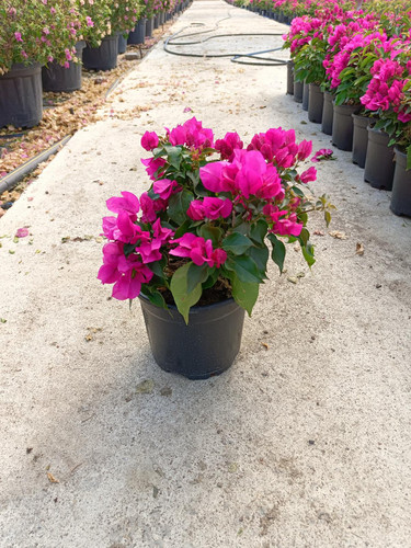 WhatsApp Image 2024 02 29 at 14.18.25 b3f5b312.jpg