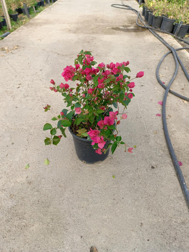 WhatsApp Image 2024 02 29 at 14.18.25 88005cce.jpg