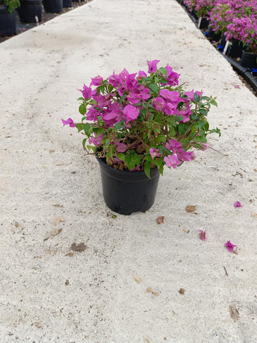 WhatsApp Image 2024 02 29 at 14.18.25 fae31df3.jpg