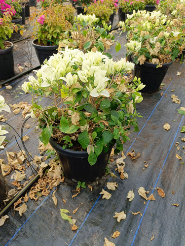 WhatsApp Image 2024 02 29 at 14.23.06 22c6fb68.jpg