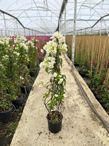 WhatsApp Image 2024 02 29 at 14.33.38 4ae94294.jpg