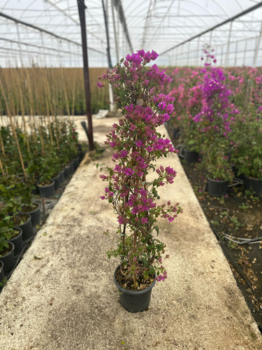 WhatsApp Image 2024 02 29 at 14.33.38 45aae105.jpg