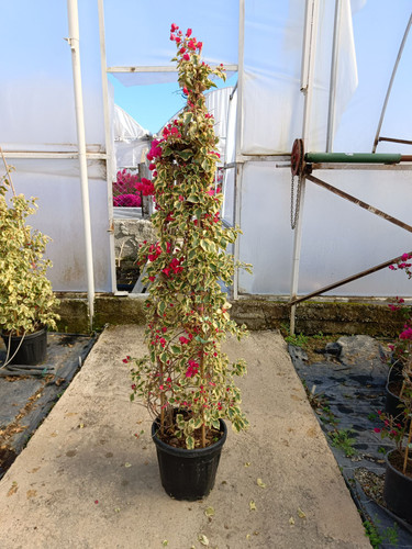 WhatsApp Image 2024 02 29 at 14.35.42 3b4a4430.jpg