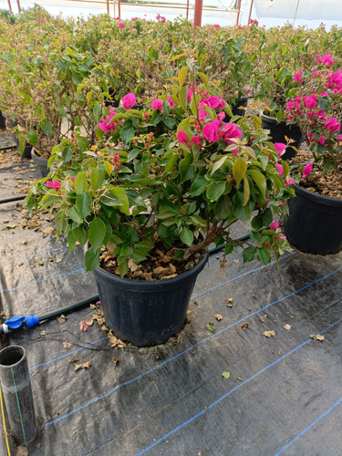 WhatsApp Image 2024 02 29 at 14.23.08 57a16ec1.jpg