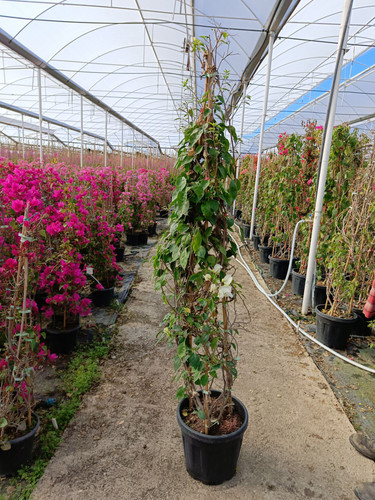 WhatsApp Image 2024 02 29 at 14.36.47 e053354d.jpg