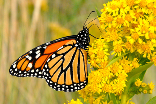 Untitled design (48).png