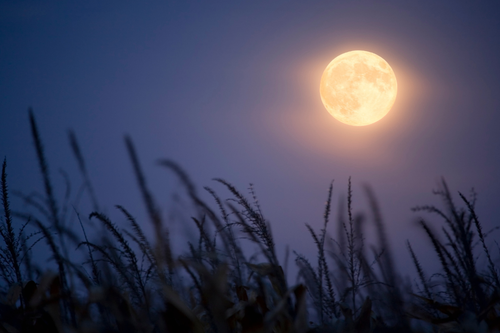 Untitled design (71).png