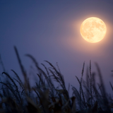 Untitled design (71)