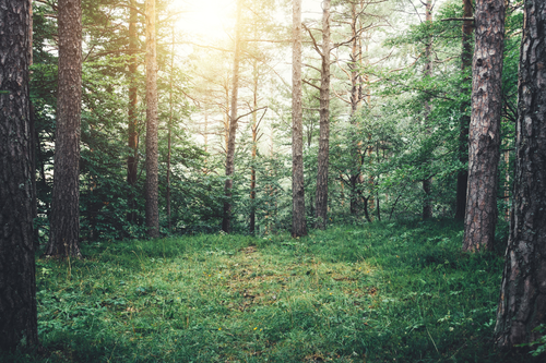 Untitled design (23).png