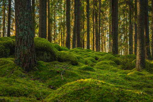 Untitled design (43).png