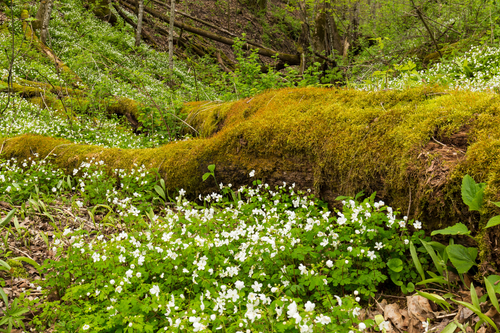 Untitled design (35).png