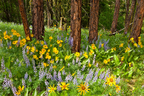 Untitled design (36).png