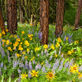 Untitled design (36)