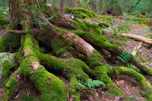 Untitled design (42).png