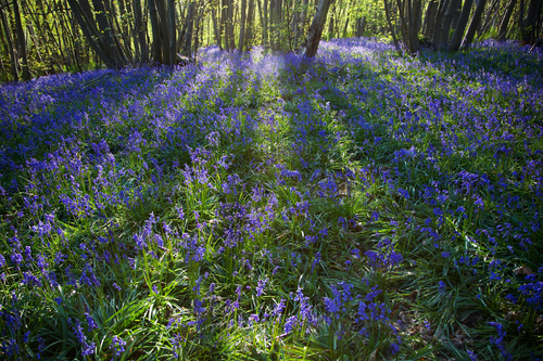 Untitled design (39).png